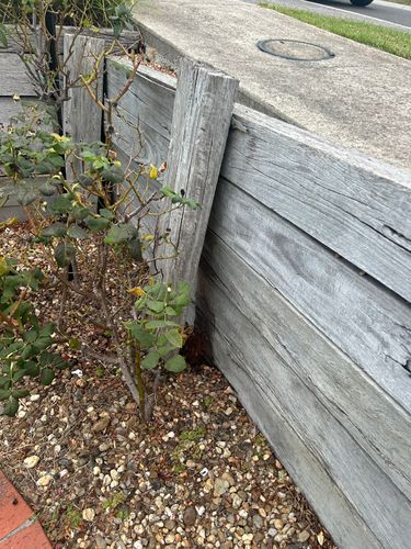 IMG_5241.jpeg IMG_5241.jpeg