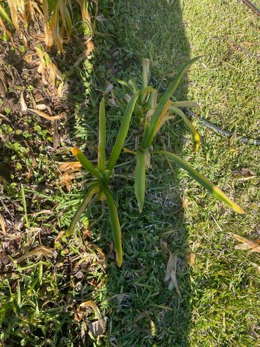 IMG_1445.jpeg IMG_1445.jpeg