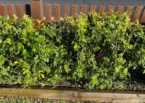 Yangaz_1-1725591522648.png Yangaz_1-1725591522648.png