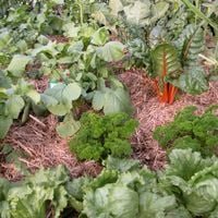 5.2 Keep modifying your growing program.jpg 5.2 Keep modifying your growing program.jpg