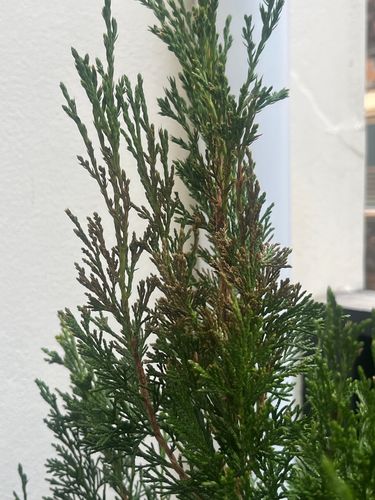 IMG_2965.jpeg IMG_2965.jpeg