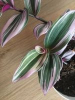 IMG_1546.JPG IMG_1546.JPG