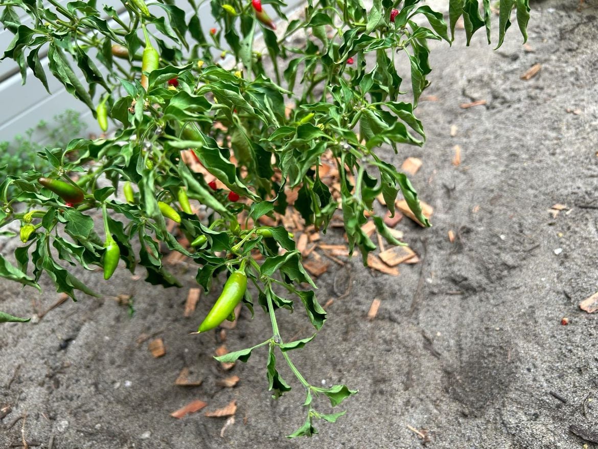 e0048843-5ba3-4aee-a8fa-701ca25339b1.jpeg e0048843-5ba3-4aee-a8fa-701ca25339b1.jpeg