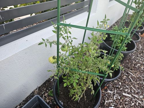 1000049546.jpg 1000049546.jpg