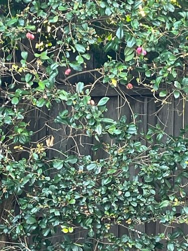 IMG_6825.jpeg IMG_6825.jpeg