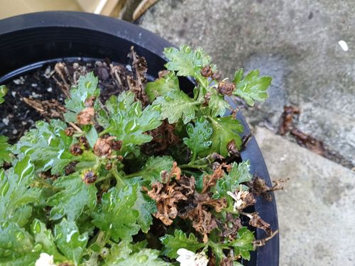 1000072167.jpg 1000072167.jpg