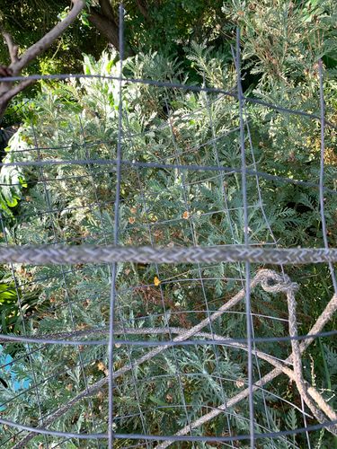 3817B4E0-D1FC-483B-9A4D-18910B701F6E.jpeg 3817B4E0-D1FC-483B-9A4D-18910B701F6E.jpeg