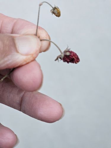 1000035739.jpg 1000035739.jpg