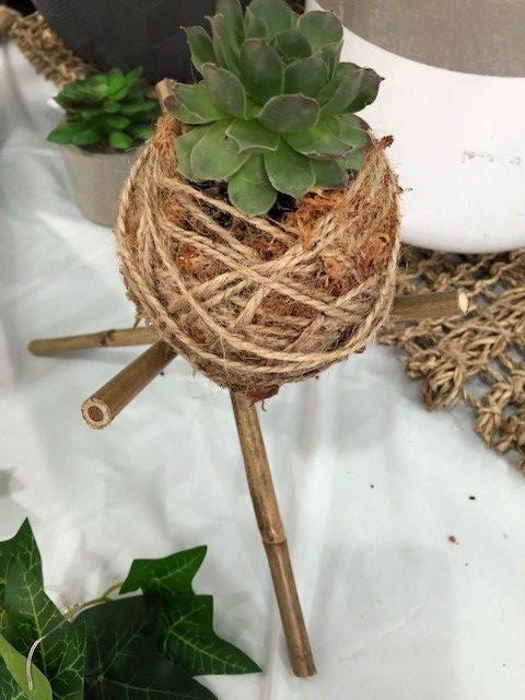 Kokedama.jpg Kokedama.jpg