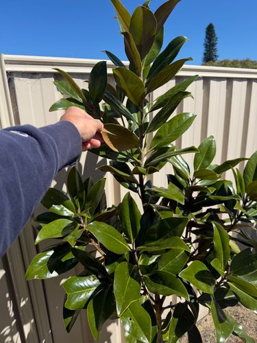 IMG_3252.jpeg IMG_3252.jpeg