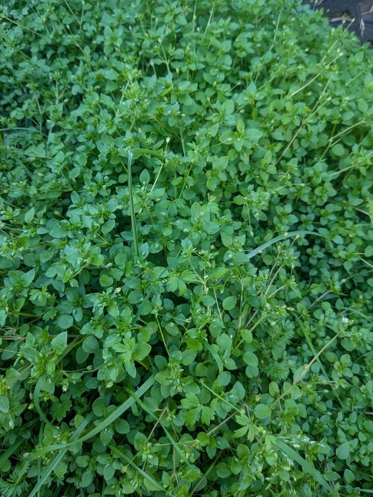 PXL_20250805_054021654.jpg PXL_20250805_054021654.jpg