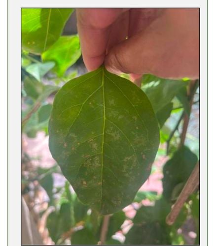 IMG_9631.jpeg IMG_9631.jpeg