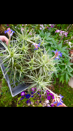 A81EB658-4BE7-491A-BCB3-08FBFCE095FC.png A81EB658-4BE7-491A-BCB3-08FBFCE095FC.png