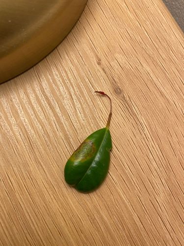 D3AF68AF-7819-431E-AA85-1E2A36391C9E.jpeg D3AF68AF-7819-431E-AA85-1E2A36391C9E.jpeg