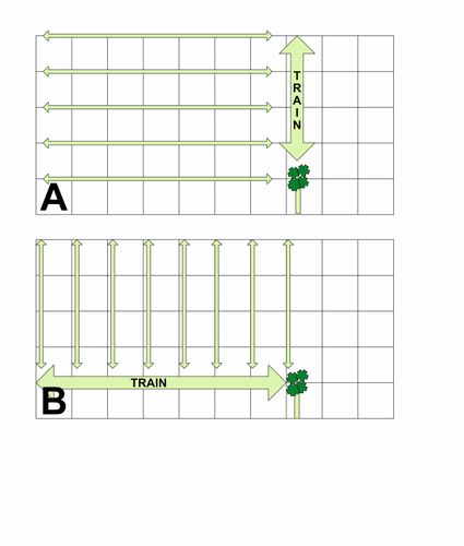 Jasmine.jpg Jasmine.jpg