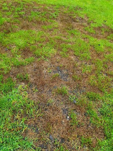 IMG_20210202_091330.jpg IMG_20210202_091330.jpg