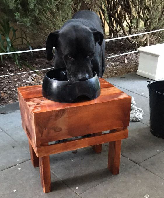 dog food stand.png dog food stand.png