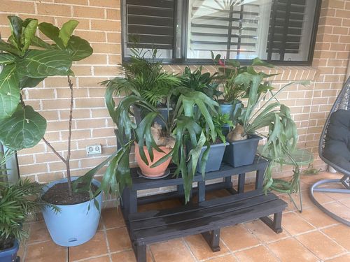 FAE35620-BB59-4295-B696-2405AE522E5A.jpeg FAE35620-BB59-4295-B696-2405AE522E5A.jpeg