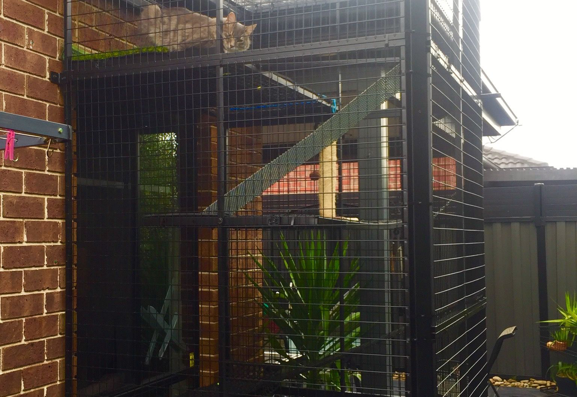 Shannon cat tower.png Shannon cat tower.png