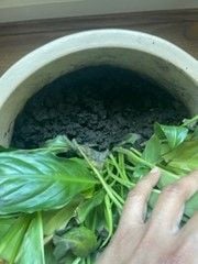 Picture1.jpg Picture1.jpg