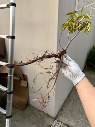 IMG_7163.jpeg IMG_7163.jpeg