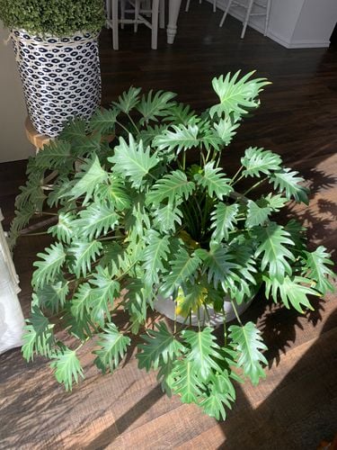 6224183C-A7D7-4A10-97E9-A5555FFCF539.jpeg 6224183C-A7D7-4A10-97E9-A5555FFCF539.jpeg