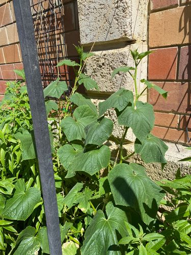 IMG_9827.jpeg IMG_9827.jpeg