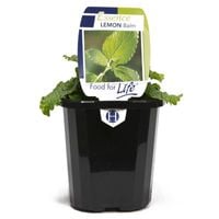 LemonBalm.jpeg LemonBalm.jpeg