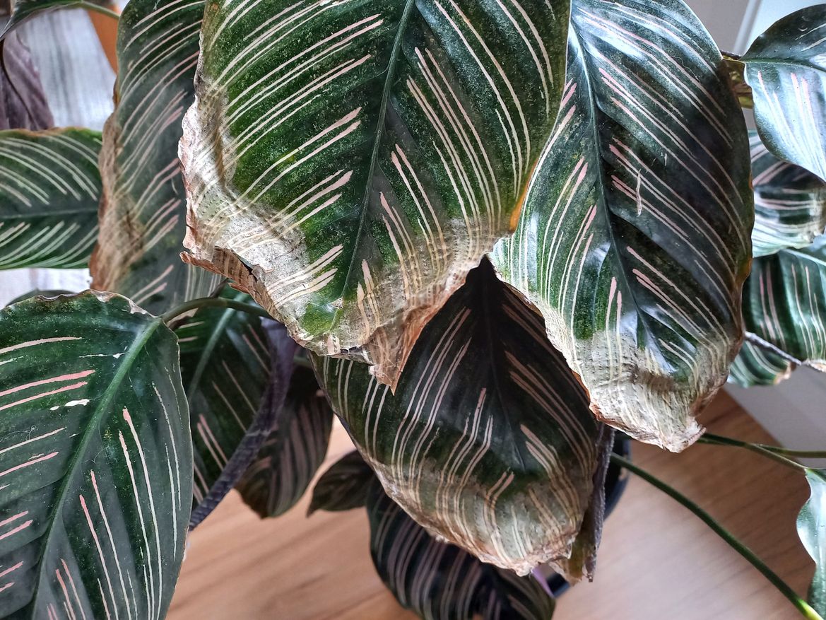 Cathalea 1.jpg Cathalea 1.jpg