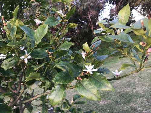 306081BA-744A-4D01-B027-03ADCA1503DD.jpeg 306081BA-744A-4D01-B027-03ADCA1503DD.jpeg