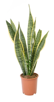 Snake Plant.png Snake Plant.png