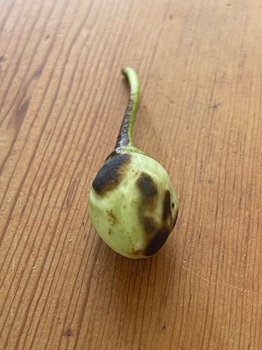 IMG_5304.jpeg IMG_5304.jpeg