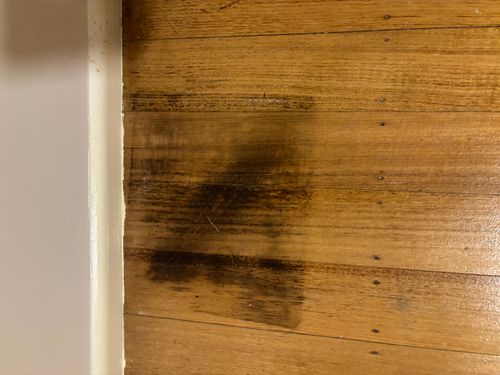 IMG_4951.jpeg IMG_4951.jpeg