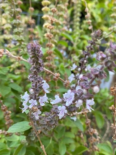 82663A16-E328-427B-B019-2C61B86971A8.jpeg 82663A16-E328-427B-B019-2C61B86971A8.jpeg