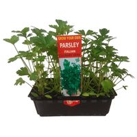 Parsley.jpeg Parsley.jpeg
