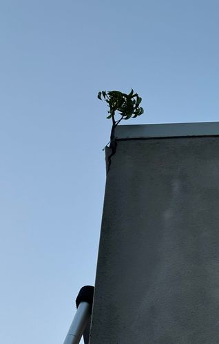 IMG_7085.jpeg IMG_7085.jpeg