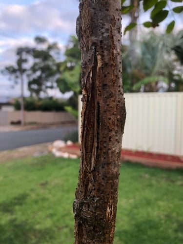 2F352BE4-7A9E-43E7-9AC4-A7798F5649DC.jpeg 2F352BE4-7A9E-43E7-9AC4-A7798F5649DC.jpeg