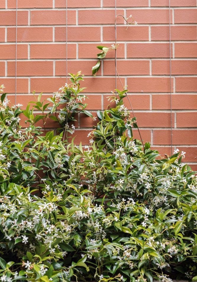 Finished_vertical_green_wall_as_jasmine-becomes-more-established.jpeg Finished_vertical_green_wall_as_jasmine-becomes-more-established.jpeg