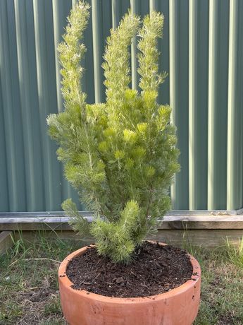 Woolly Bush.jpg Woolly Bush.jpg