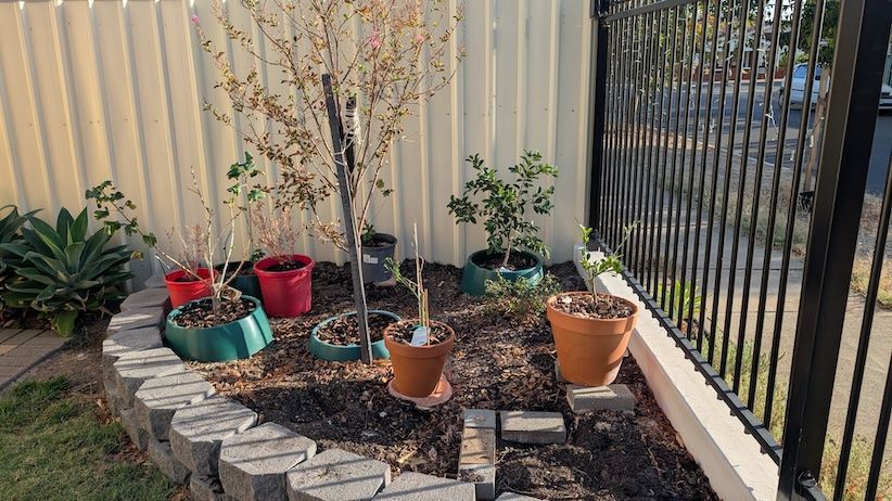 frontgardenbed1.jpg frontgardenbed1.jpg