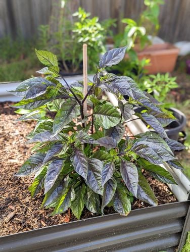 PXL_20230118_232051262.PORTRAIT~3.jpg PXL_20230118_232051262.PORTRAIT~3.jpg