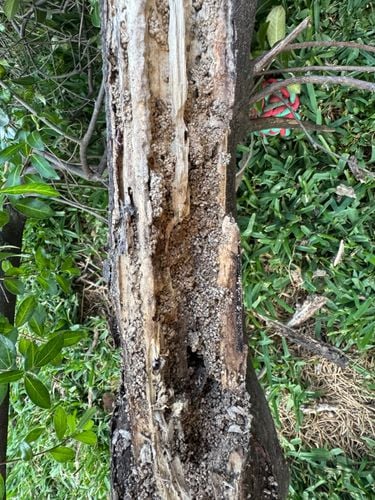 IMG_6031.jpeg IMG_6031.jpeg