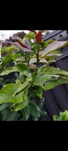 Screenshot_20210529-174557_Gallery.jpg Screenshot_20210529-174557_Gallery.jpg