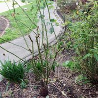 2. Assess the plant.JPG 2. Assess the plant.JPG