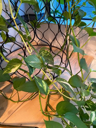 F6AA99B0-1CAD-4293-955D-F943F5E265CD.jpeg F6AA99B0-1CAD-4293-955D-F943F5E265CD.jpeg