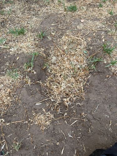 Sireeshatmp_0-1769965570109.jpeg Sireeshatmp_0-1769965570109.jpeg