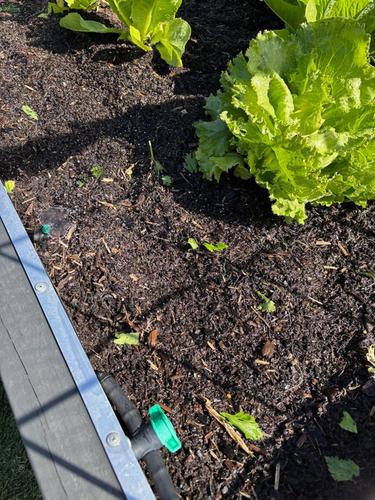 IMG_4912.jpeg IMG_4912.jpeg