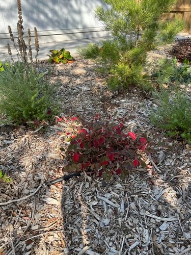 IMG_3684.jpeg IMG_3684.jpeg