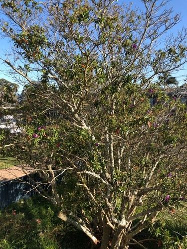 56A17B0A-CC33-45E7-825B-376E21E8643B.jpeg 56A17B0A-CC33-45E7-825B-376E21E8643B.jpeg