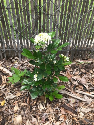 82CE49FC-6A31-4916-A7DC-71C5C47E01BF.jpeg 82CE49FC-6A31-4916-A7DC-71C5C47E01BF.jpeg